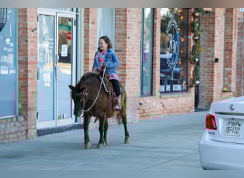 More ponies/small horses, Gelding, 9 years, 10,2 hh, Bay