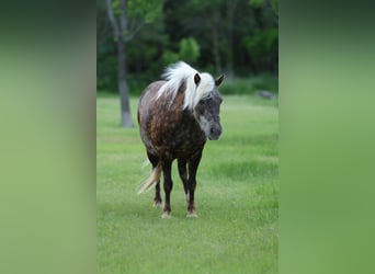 More ponies/small horses, Gelding, 9 years, 11 hh, Bay