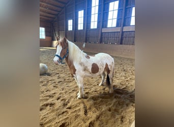 More ponies/small horses Mix, Gelding, 9 years, 11,1 hh, Pinto
