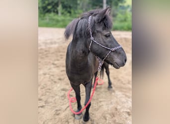 More ponies/small horses, Gelding, 9 years, 12.2 hh, Black
