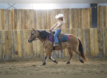 More ponies/small horses, Gelding, 9 years, 12.3 hh, Dun