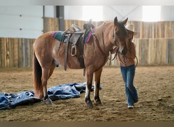 More ponies/small horses, Gelding, 9 years, 12.3 hh, Dun