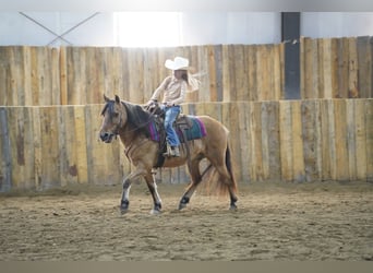 More ponies/small horses, Gelding, 9 years, 12.3 hh, Dun