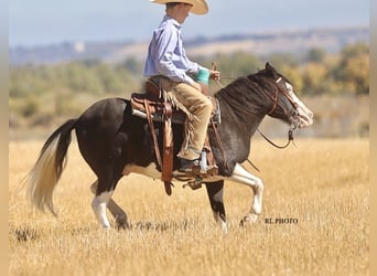 More ponies/small horses, Gelding, 9 years, 12,1 hh, Pinto
