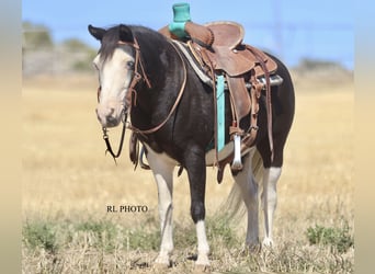 More ponies/small horses, Gelding, 9 years, 12,1 hh, Pinto