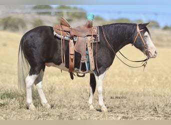 More ponies/small horses, Gelding, 9 years, 12,1 hh, Pinto