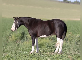 More ponies/small horses, Gelding, 9 years, 12,1 hh, Pinto