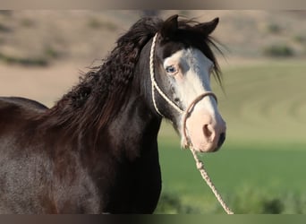 More ponies/small horses, Gelding, 9 years, 12,1 hh, Pinto
