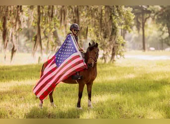 More ponies/small horses, Gelding, 9 years, 12,2 hh