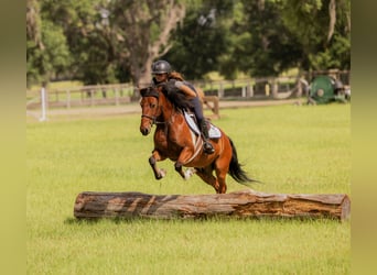 More ponies/small horses, Gelding, 9 years, 12,2 hh