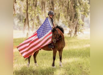 More ponies/small horses, Gelding, 9 years, 12,2 hh