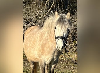 More ponies/small horses, Gelding, 9 years, 13.1 hh, Champagne