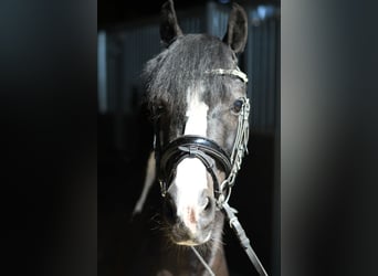 More ponies/small horses, Gelding, 9 years, 13.1 hh, Pinto