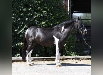 More ponies/small horses, Gelding, 9 years, 13.1 hh, Pinto