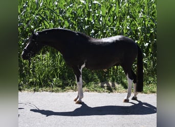 More ponies/small horses, Gelding, 9 years, 13.1 hh, Pinto