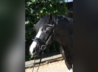 More ponies/small horses, Gelding, 9 years, 13.1 hh, Pinto