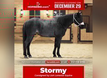 More ponies/small horses, Gelding, 9 years, 13.1 hh, Roan-Blue