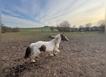 More ponies/small horses Mix, Gelding, 9 years, 13.2 hh, Pinto