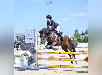 More ponies/small horses, Gelding, 9 years, 13.3 hh, Black
