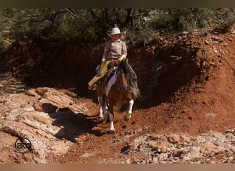 More ponies/small horses, Gelding, 9 years, 13 hh, Pinto