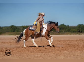 More ponies/small horses, Gelding, 9 years, 13 hh, Pinto