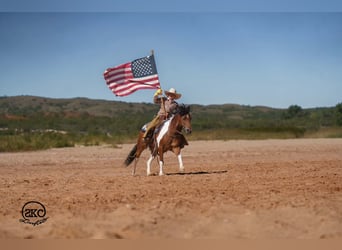 More ponies/small horses, Gelding, 9 years, 13 hh, Pinto