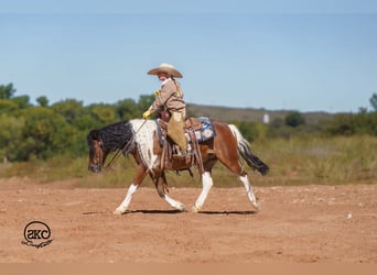 More ponies/small horses, Gelding, 9 years, 13 hh, Pinto