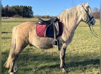 More ponies/small horses, Gelding, 9 years, 13,1 hh, Champagne