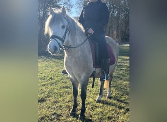 More ponies/small horses, Gelding, 9 years, 13,1 hh, Champagne