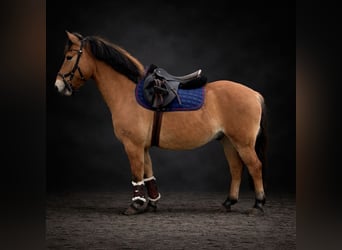 More ponies/small horses, Gelding, 9 years, 13,1 hh, Dun