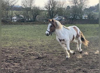 More ponies/small horses Mix, Gelding, 9 years, 13,2 hh, Pinto