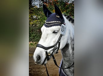 More ponies/small horses, Gelding, 9 years, 13,3 hh, Can be white