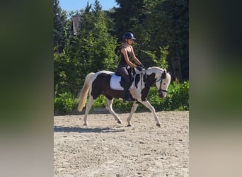 More ponies/small horses Mix, Gelding, 9 years, 13,3 hh, Pinto