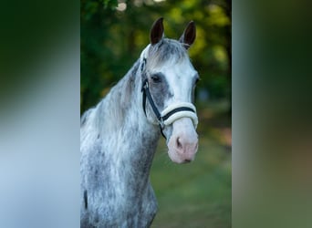 More ponies/small horses Mix, Gelding, 9 years, 14.1 hh, Pinto