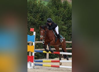 More ponies/small horses, Gelding, 9 years, 14.2 hh, Bay