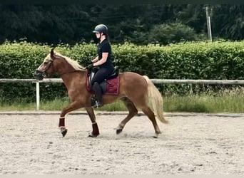 More ponies/small horses, Gelding, 9 years, 14.2 hh, Chestnut-Red