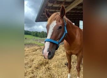More ponies/small horses, Gelding, 9 years, 14.2 hh, Chestnut-Red