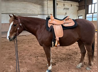More ponies/small horses, Gelding, 9 years, 14.2 hh, Chestnut-Red