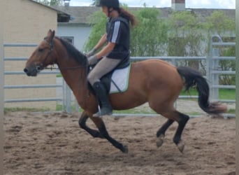 More ponies/small horses, Gelding, 9 years, 14 hh, Brown-Light