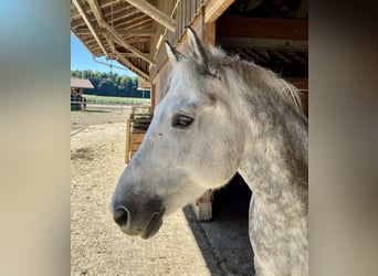 More ponies/small horses Mix, Gelding, 9 years, 14 hh, Grey