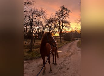More ponies/small horses, Gelding, 9 years, 14,2 hh, Chestnut-Red