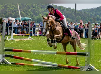 More ponies/small horses, Gelding, 9 years, 14,2 hh, Dun