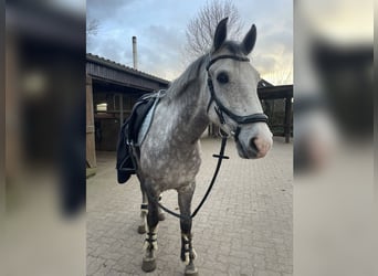 More ponies/small horses, Gelding, 9 years, 14,2 hh, Grey