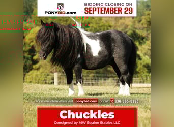 More ponies/small horses, Gelding, 9 years, 8.1 hh, Pinto