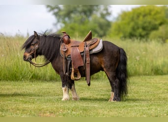More ponies/small horses, Gelding, 9 years, 8.2 hh, Bay
