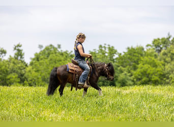 More ponies/small horses, Gelding, 9 years, 8.2 hh, Bay