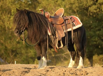 More ponies/small horses, Gelding, 9 years, 8,1 hh, Pinto