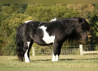 More ponies/small horses, Gelding, 9 years, 8,1 hh, Pinto