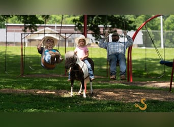 More ponies/small horses, Gelding, 9 years, 8,2 hh