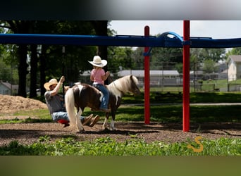 More ponies/small horses, Gelding, 9 years, 8,2 hh